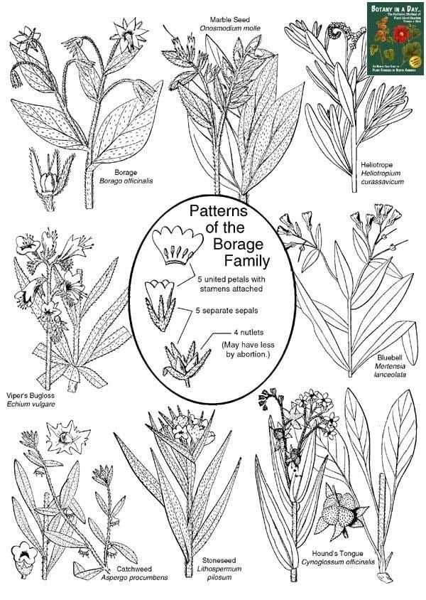 Boraginaceae Boraginaceae Borage Family Identify plants flowers shrubs and trees