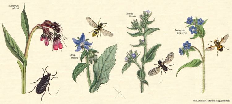 Boraginaceae Angiosperm families Boraginaceae Juss