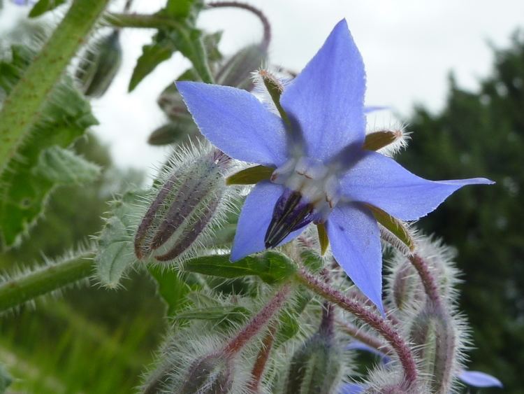 Boraginaceae FileBorago officinalis 39Borage39 Boraginaceae flowerJPG