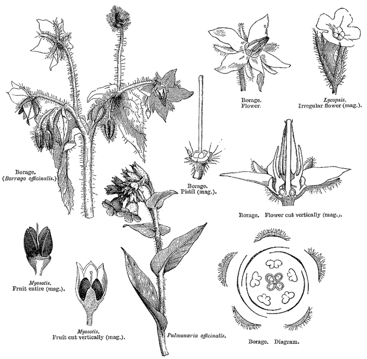 Boraginaceae Angiosperm families Boraginaceae Juss