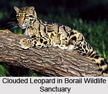 Borail Wildlife Sanctuary wwwindianetzonecomphotosgallery90BorailWild