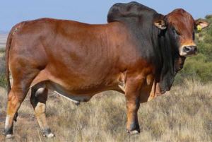 Boran cattle Breeds Boran The Cattle Site