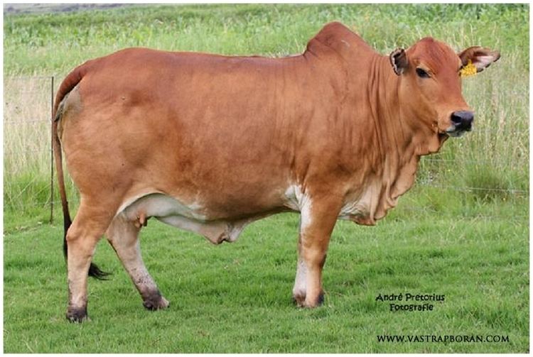 Boran Cattle Alchetron The Free Social Encyclopedia Boran Cattle Alchetron The Free Social Encyclopedia