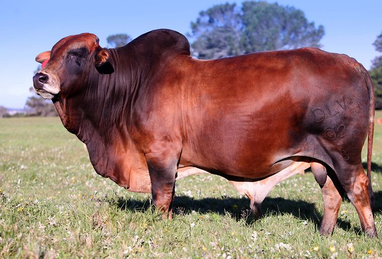 Boran cattle DE LA VIDA BORAN CATTLE STUD amp EMBRYOS It39s a way of life with