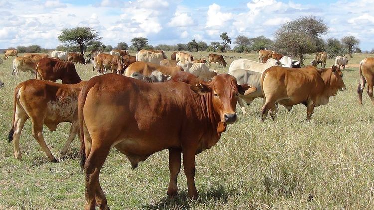 Boran cattle Boran Cattle MpalaLive