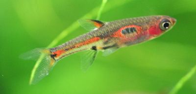 Boraras merah Opinions on Boraras merah Phoenix rasbora The Planted Tank Forum