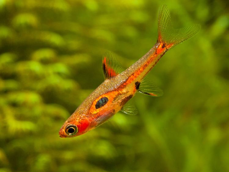 Boraras merah Boraras merah Mini rasbora