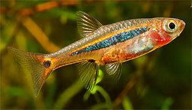 Boraras urophthalmoides Boraras urophthalmoides Least Rasbora Tropical Fish Diszhalinfo