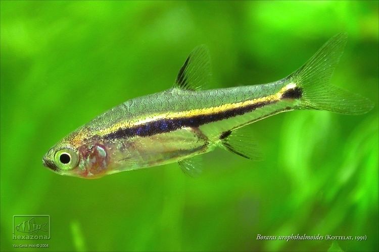 Boraras urophthalmoides Excessive CO2 Symptoms The Planted Tank Forum