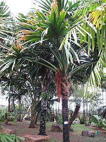 Borassodendron machadonis httpsuploadwikimediaorgwikipediacommonsthu