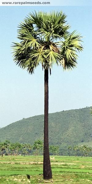 Borassus Borassus flabellifer buy seeds at rarepalmseedscom