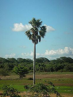 Borassus aethiopum Borassus aethiopum Palmpedia Palm Grower39s Guide