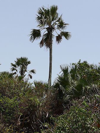Borassus aethiopum Borassus aethiopum Palmpedia Palm Grower39s Guide