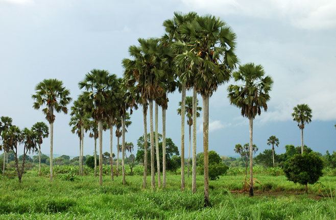 Borassus aethiopum Borassus aethiopum Borassus palm African fan palm Selati palm