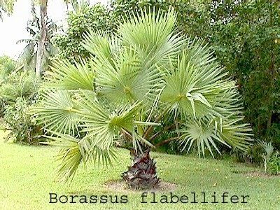 Borassus Details information on Borassus flabellifer Tal Medicinal plant