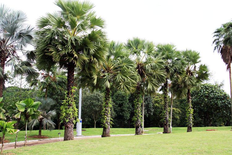 Borassus flabellifer Borassus flabellifer L Putrajaya Botanical Gardens Putra Flickr