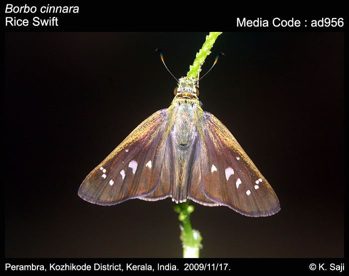 Borbo cinnara Borbo cinnara Rice Swift Butterflies of India