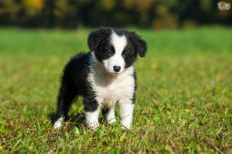 Border Collie Border Collie Dog Breed Information Facts Photos Care Pets4Homes