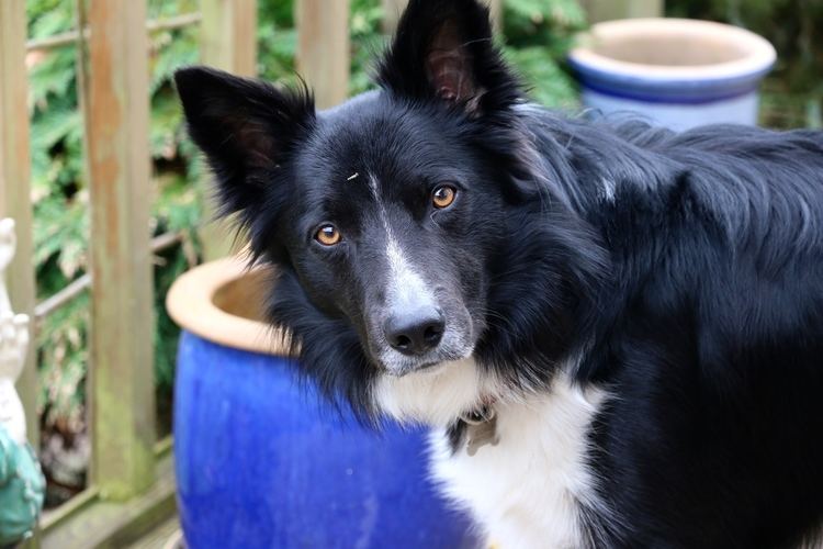 Border Collie Border Collie Wikipedia