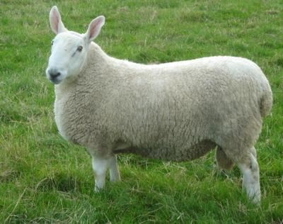 Border Leicester sheep Border Leicester RBST