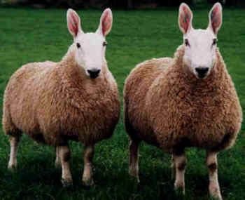 Border Leicester sheep Sheep 101 Sheep Breeds BeBr