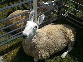 Border Leicester sheep Border Leicester sheep Wikipedia