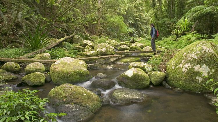 Border Ranges National Park Border Ranges National Park NSW National Parks