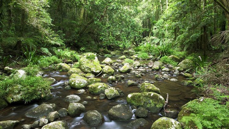 Border Ranges National Park Border Ranges National Park NSW National Parks