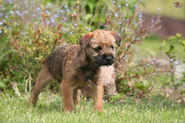 Border Terrier Border Terrier Dog Breed Information Facts Photos Care Pets4Homes