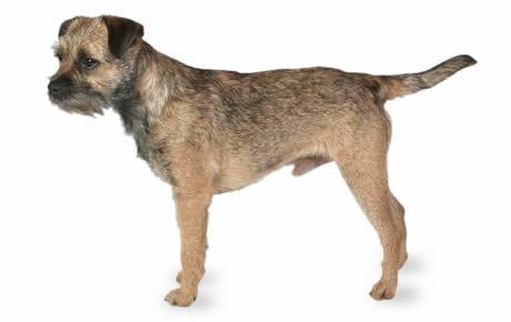 Border Terrier Border Terrier Dog Breed Information Pictures Characteristics