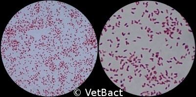 Bordetella bronchiseptica ~ Everything You Need to Know with Photos ...