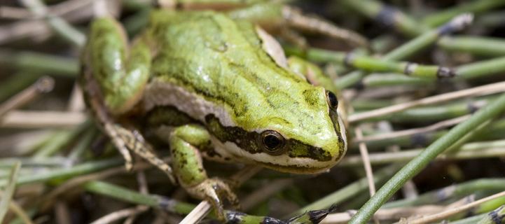 Boreal chorus frog Reptiles and Amphibians of Ontario A New Ontario Reptile and