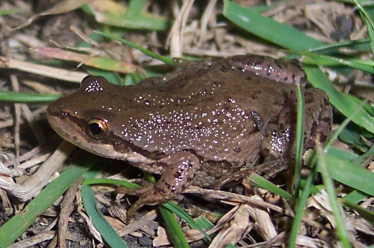 Boreal chorus frog httpsuploadwikimediaorgwikipediacommons11