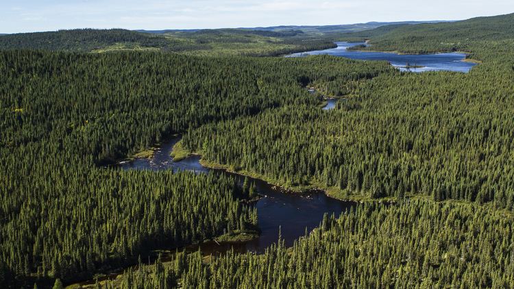Boreal forest of Canada What Is the Boreal Forest Why Is Its Future Key to Us All Boreal