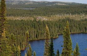 Boreal forest of Canada Boreal forest of Canada Wikipedia