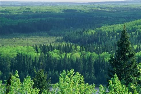 Boreal forest of Canada iusatodaynetcommunitymanagerphotosgreenhous