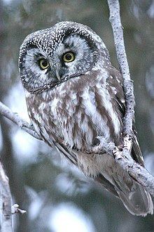 Boreal owl httpsuploadwikimediaorgwikipediacommonsthu