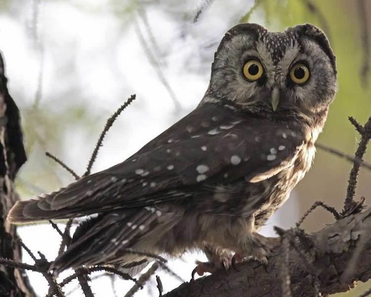 Boreal owl Boreal Owl Audubon Field Guide