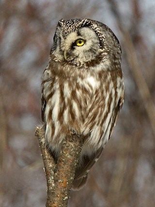 Boreal owl Boreal Owl Identification All About Birds Cornell Lab of Ornithology