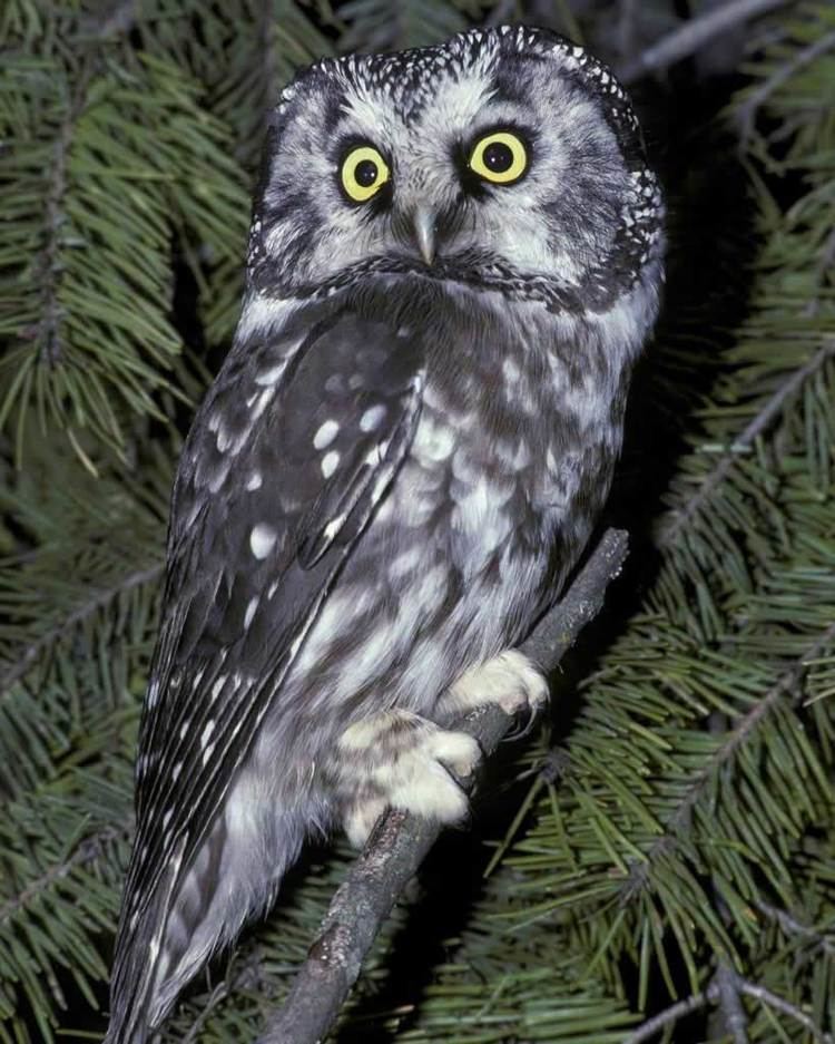 Boreal owl Boreal Owl Audubon Field Guide