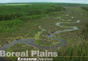 Boreal Plains Ecozone (CEC) The Boreal Plains Canada39s Biodiversity Ecozones