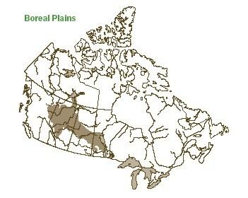Boreal Plains Ecozone (CEC) OVERVIEW OF CANADA39S MAJOR FOREST ECOZONES