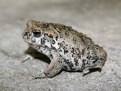 Boreal toad Boreal Toad Utah39s Hogle Zoo