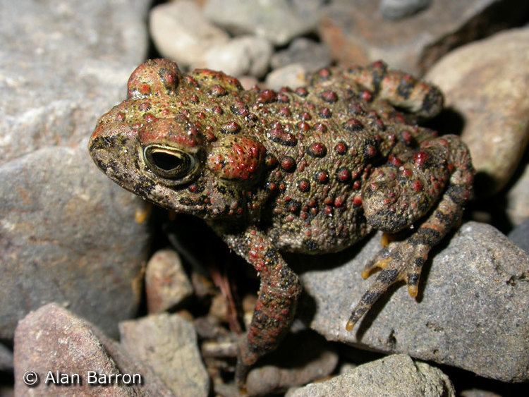 Boreal toad Anaxyrus boreas boreas Boreal Toad