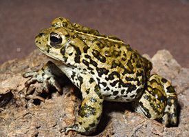 Boreal toad New Agreement Will Speed Federal Protection for Boreal Toads