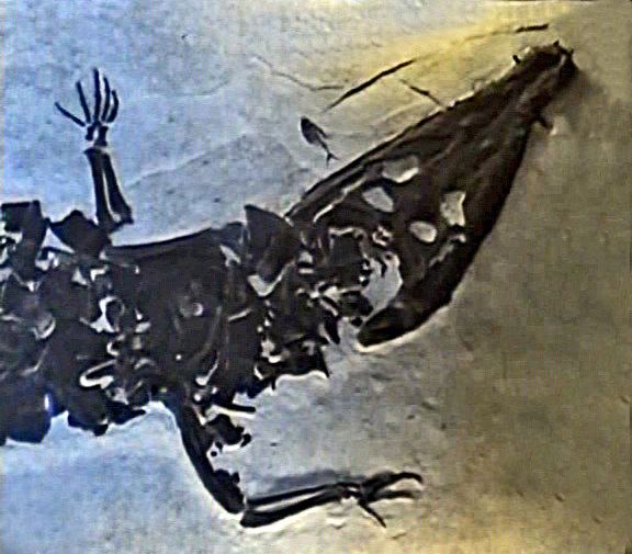 Borealosuchus FileCrocodylia Borealosuchus wilsonijpg Wikimedia Commons