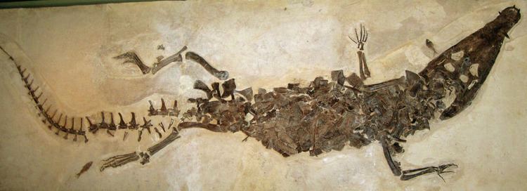 Borealosuchus Borealosuchus wilsoni fossil crocodilian Green River Form Flickr