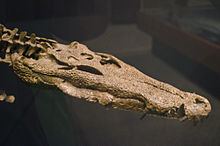 Borealosuchus httpsuploadwikimediaorgwikipediacommonsthu