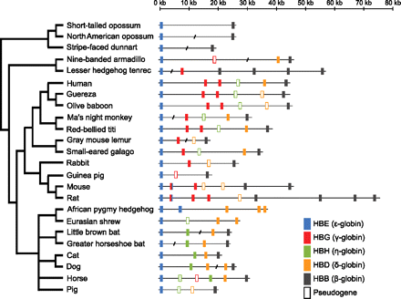 Boreoeutheria Differential loss of embryonic globin genes during the radiation of