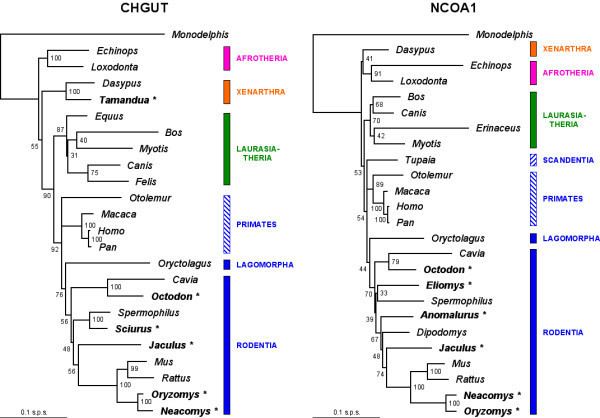 Boreoeutheria OrthoMaM A database of orthologous genomic markers for placental